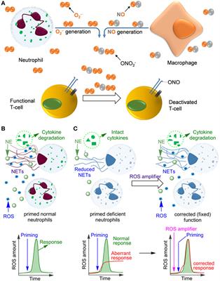 Chemical Tools for Targeted Amplification of Reactive Oxygen Species in Neutrophils